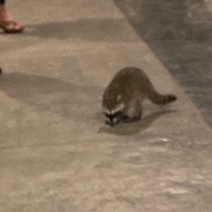 Meet your Posher, Kelly